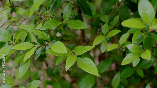 Wallpaper Mural Close-up of lush green leaves on a tree branch in a garden setting. Torontodigital.ca