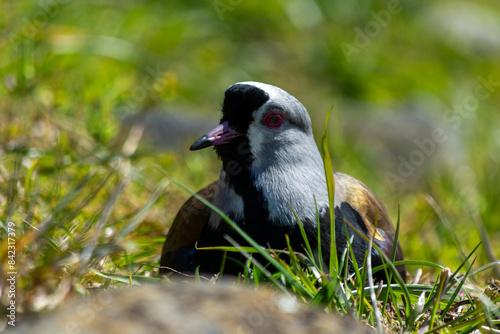 El tero (Vanellus chilensis), ​ también llamado tero-tero, queltehue.