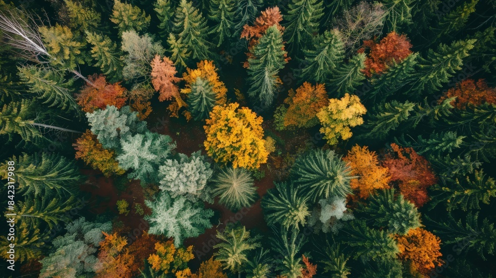 Overhead view of a forest in autumn, showcasing a breathtaking array of fall colors from green to amber Overhead view of a forest in autumn, showcasing a breathtaking array of fall colors from green to amber