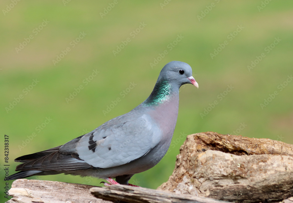 Obraz premium Wood pigeon