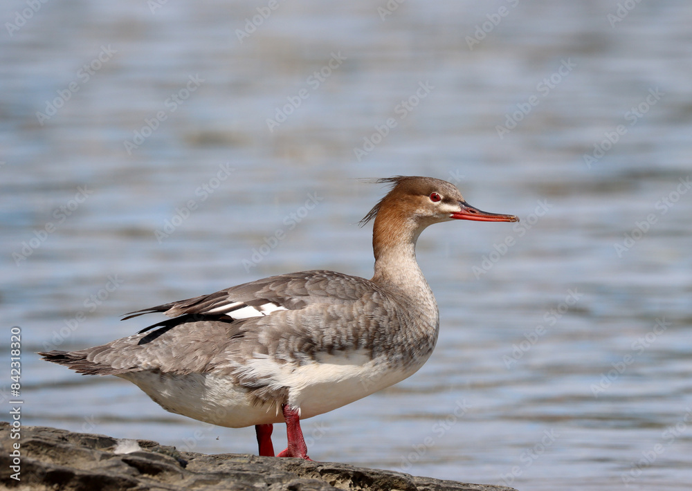 Red-breasted merganser Red-breasted merganser