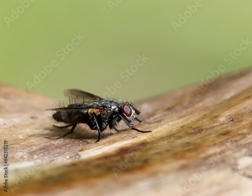 Photography Fly