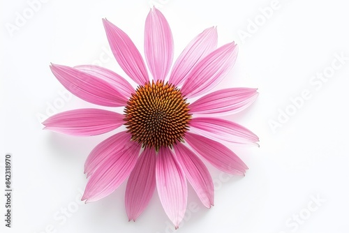 Coneflower  Echinacea  photo on white isolated background