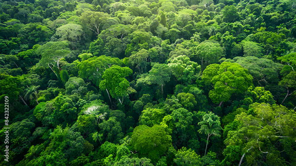 Aerial view of the Amazon rainforest in Brazil South Aerial view of the Amazon rainforest in Brazil South