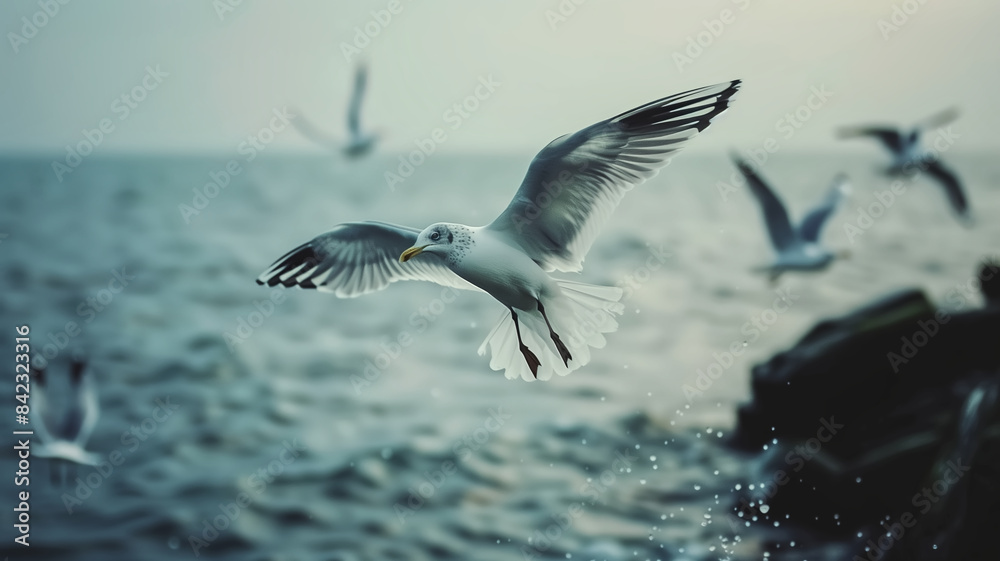 Fototapeta premium Image of a seagull flying through the early summer morning.