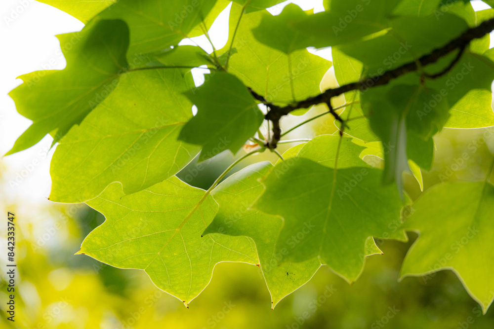 Obraz premium 初夏の音