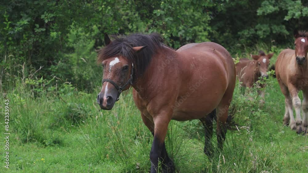 Free grazing horses roam around in Croatia Free grazing horses roam around in Croatia