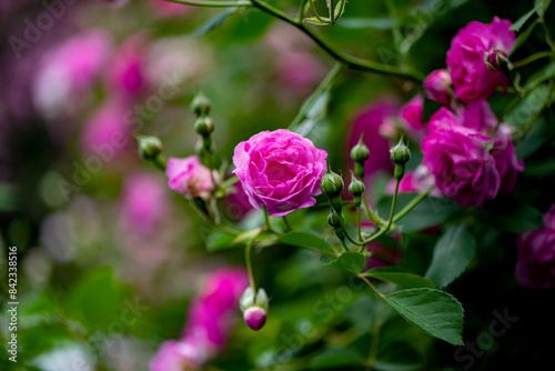 Blooming roses in the park  North China