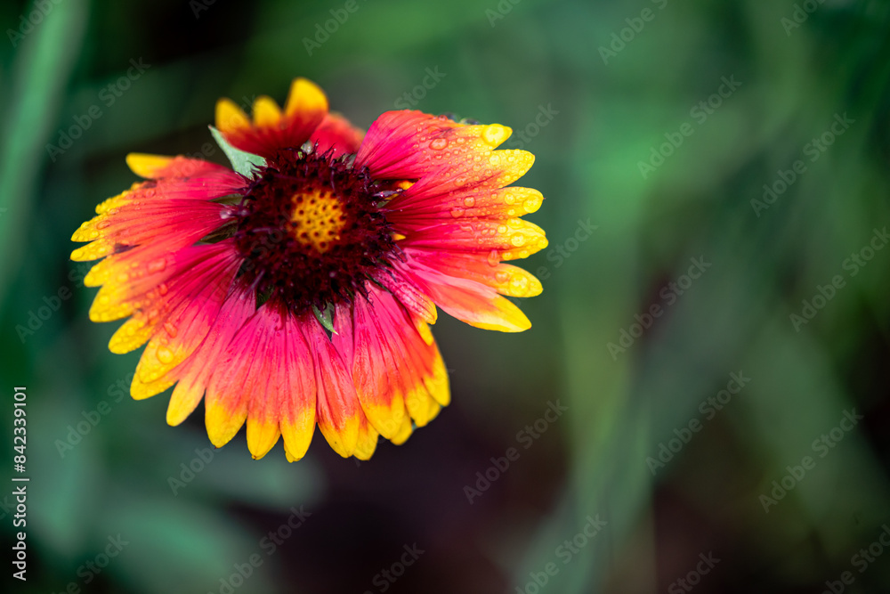 A close-up of a celestial flower blooming in the park A close-up of a celestial flower blooming in the park