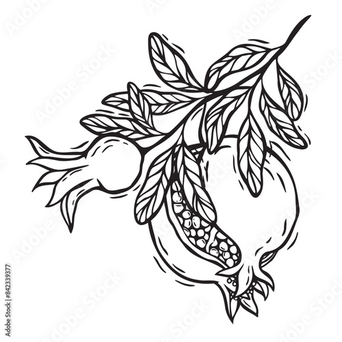 Branch with pomegranate leaves and fruits. Vector botanical black and white illustration, hand drawn in linocut style on isolated background. Drawing for food and cosmetics packaging design, packaging