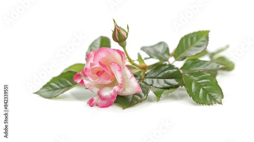 A small pink and white rose scientifically labeled as Rosa sp beautifully blossoms among vibrant green foliage photographed against a clean white background