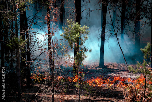 Canvastavla Raging Inferno in Biobío, Chile: The Devastation of a Forest Fire