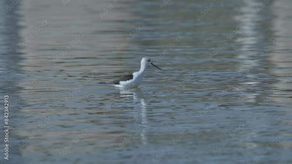 Black Winged Stilt in Chambal River, Madhya Pradesh, India Black Winged Stilt in Chambal River, Madhya Pradesh, India