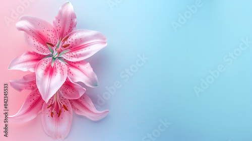 Pink lily flower isolated on gradient pink and blue background