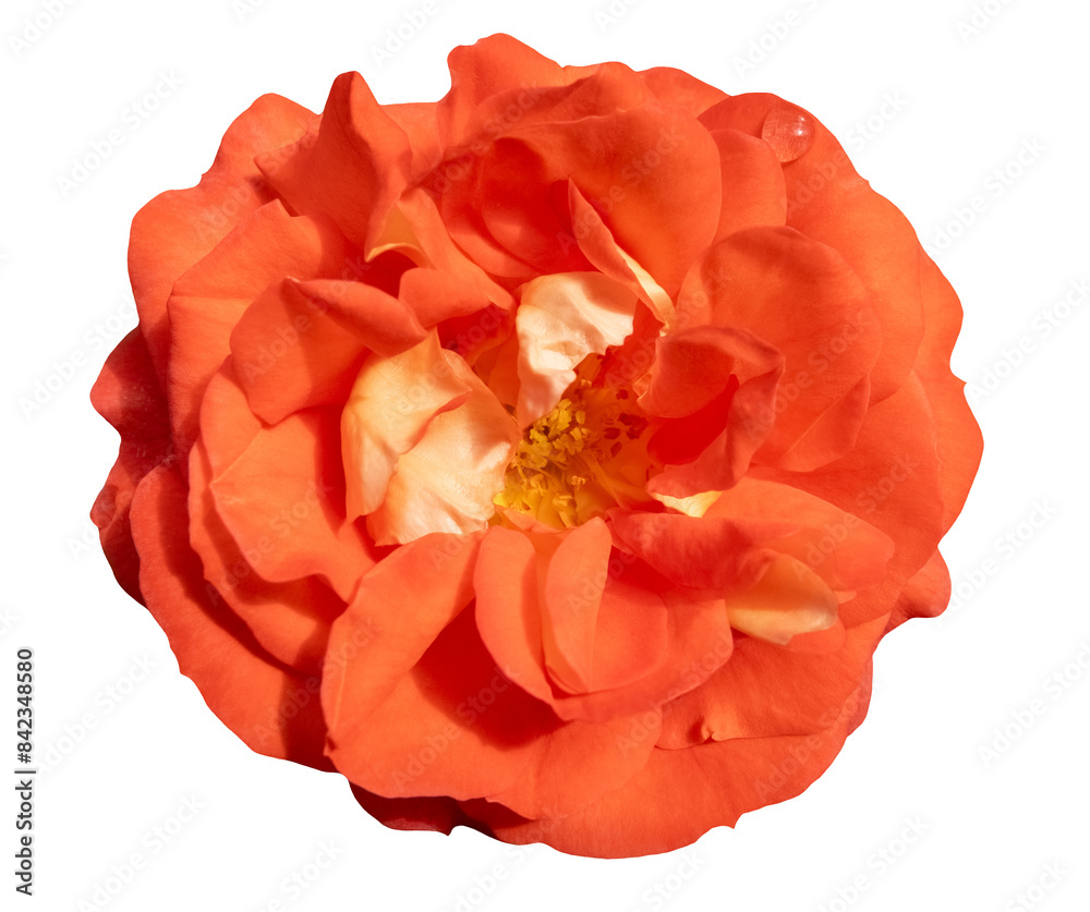 Light red rose blossom with velvet-like surface of the petals, isolated image on transparent background Light red rose blossom with velvet-like surface of the petals, isolated image on transparent background