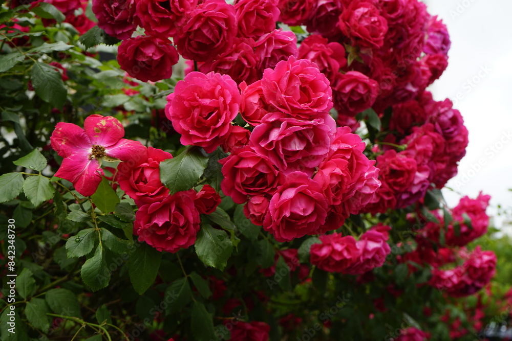 custom made wallpaper toronto digitalThe red rose vine is beautiful