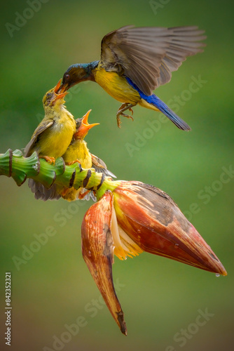 Canvas Print Sun-bird (Nectarinia jugularis) female feeding new born chicks