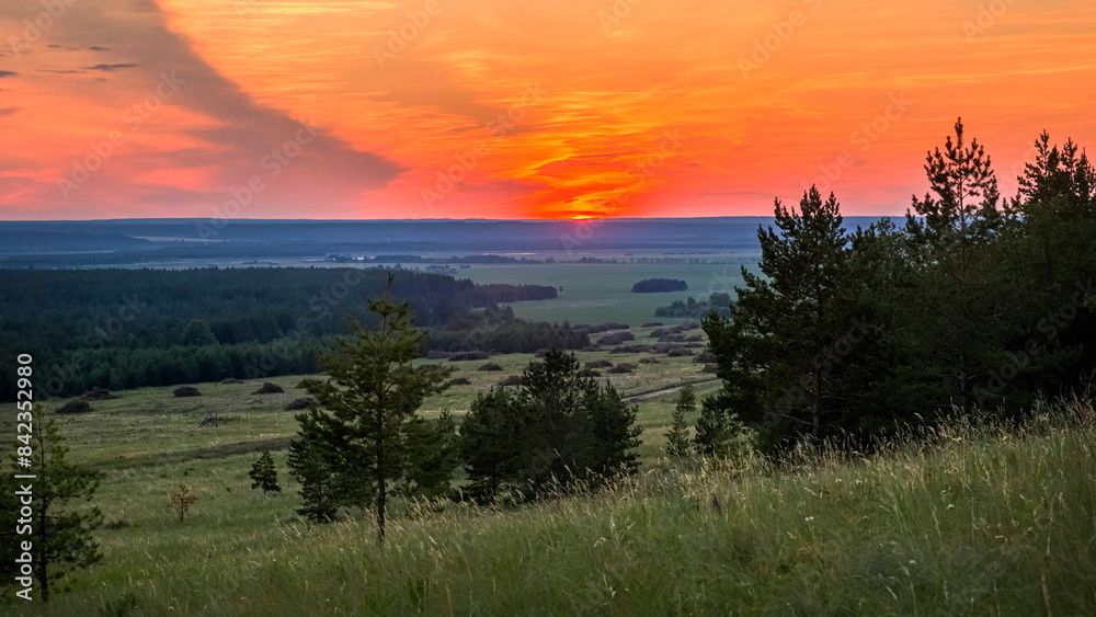 Obraz premium Magnificent sunset against the backdrop of a pine forest on a summer evening