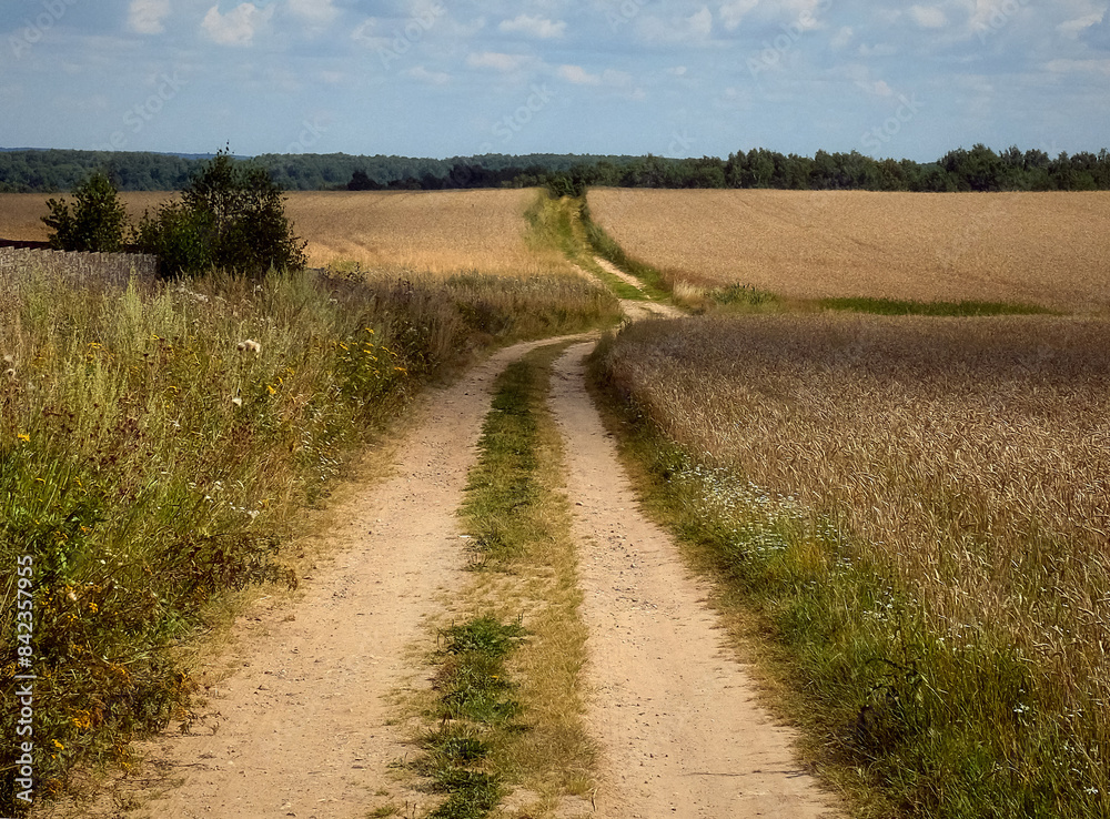 Country road among wheat field in sunny summer day. Rural landscape Country road among wheat field in sunny summer day. Rural landscape