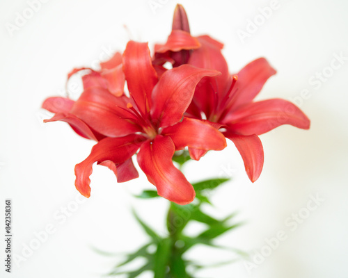 REDLILY photo