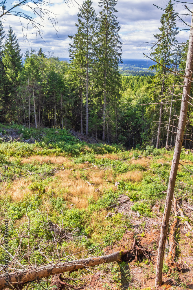 Clearcut area in a sunny coniferous forest in the summer Clearcut area in a sunny coniferous forest in the summer