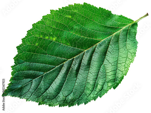 Green leaf isolated on transparent background.
