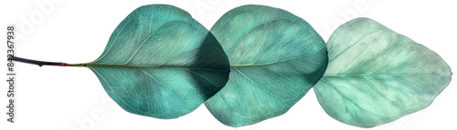 Green leaf isolated on transparent background.
