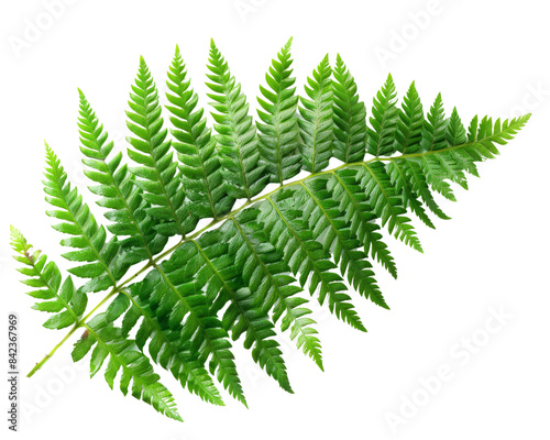 Fern leaf isolated on transparent background.