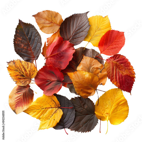 Autumn leaves isolated on transparent background.	