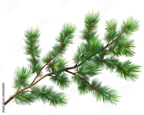 Branches of a pine isolated on transparent background.	