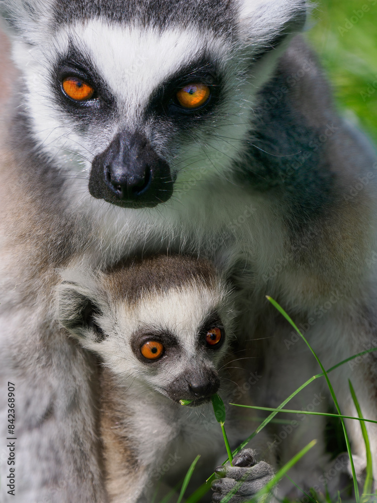 Obraz premium Ring tailed lemur (Lemur catta) with its newborn baby.