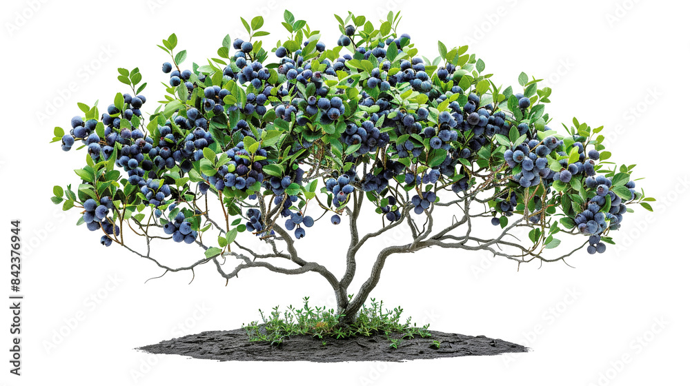 Lush blueberry bush full of ripe berries, isolated on white background, ideal for botanical, gardening, and food-related projects. Lush blueberry bush full of ripe berries, isolated on white background, ideal for botanical, gardening, and food-related projects.