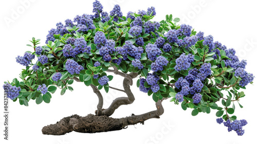 Beautiful Ceanothus shrub with vibrant blue flowers, green leaves, and twisted branches, perfect for nature, gardening, and botanical projects. #842378393