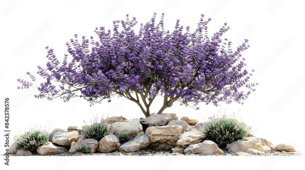 Blooming lavender bush with vibrant purple flowers, surrounded by rocks, creating a picturesque and calming natural landscape.