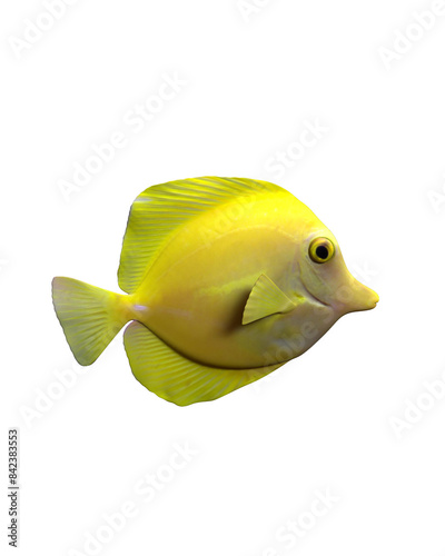 Photography yellow fish isolated on white