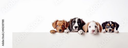 Cute different breeds dogs peeking out from behind white banner background, with copy space, blank for text ads, and graphic design.