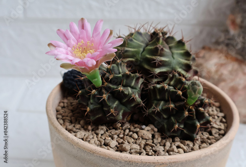 Gymnocalycium cactus forms a clump, blooms pink, another has flower buds in a light colored terracotta pot. white brick pattern background