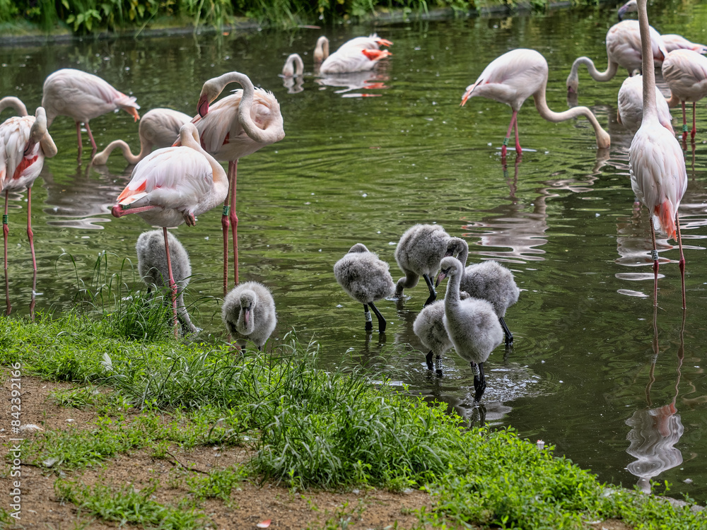 A group of young Rosa Flamingo, Phoenicopterus roseus, with their parents in the water