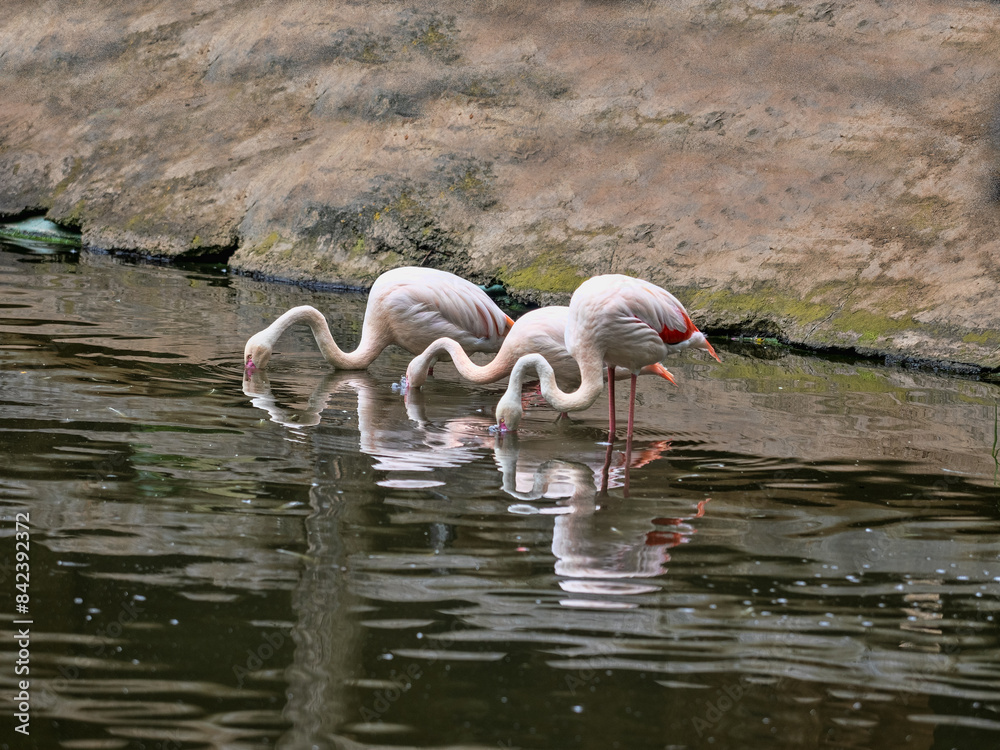 A group of Rosa Flamingo, Phoenicopterus roseus, collectively search for food in the water