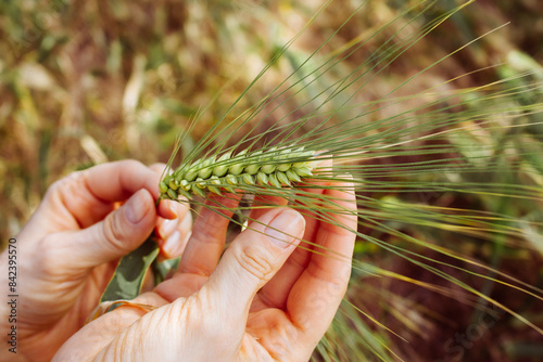 Hand holding wheat ear. Green ear of wheat in woman hands. Summer harvest. Agriculture background. Farmer hands with wheat ears. Farmland concept. Rural scene. Wheat grain in hands, close up. 