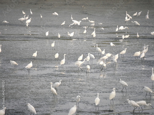 The feeding flock of Little Egrets (Egretta garzetta) in the harvested fishpond in Qigu, Tainan, Taiwan. photo