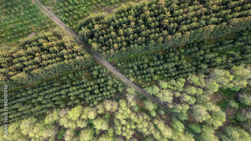 This aerial image captures a dense forest in the Hautes Fagnes region of Belgium. The view from above reveals a diverse canopy of trees in varying shades of green, indicating different species and