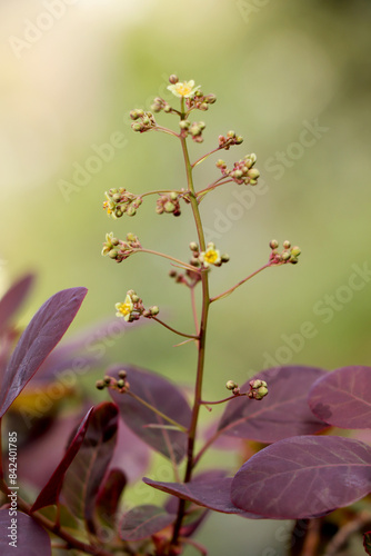 Branches with the blooming of Cotinus coggygria Royal Purple photo
