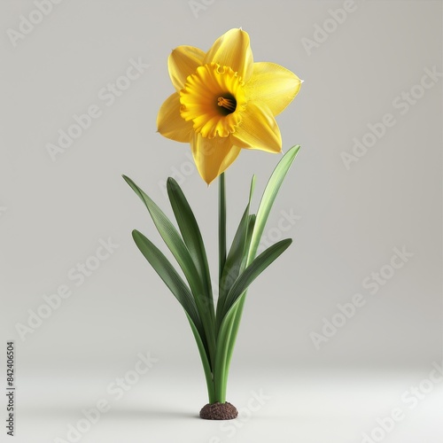 Vivid Yellow Daffodil Flower in Soft Light - Realistic Photography with White Background in 8K HD Resolution