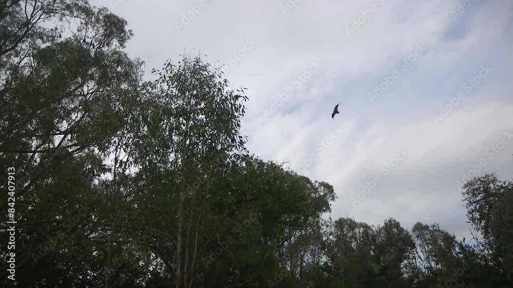 Bats Flying Around Trees During The Day Australia Gippsland Victoria Maffra Bats Flying Around Trees During The Day Australia Gippsland Victoria Maffra