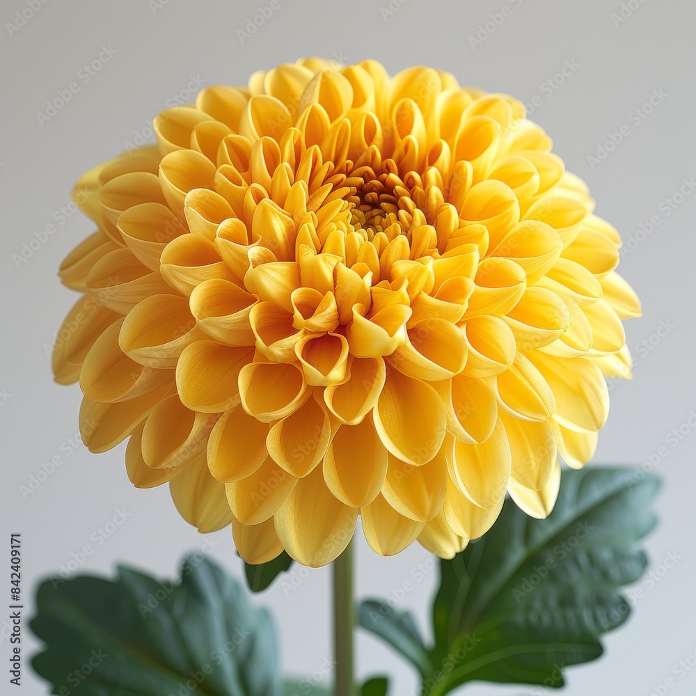 Vibrant Yellow Chrysanthemum Flower on White Background - Realistic 8k HD Photography with Soft Light and Shadow Vibrant Yellow Chrysanthemum Flower on White Background - Realistic 8k HD Photography with Soft Light and Shadow