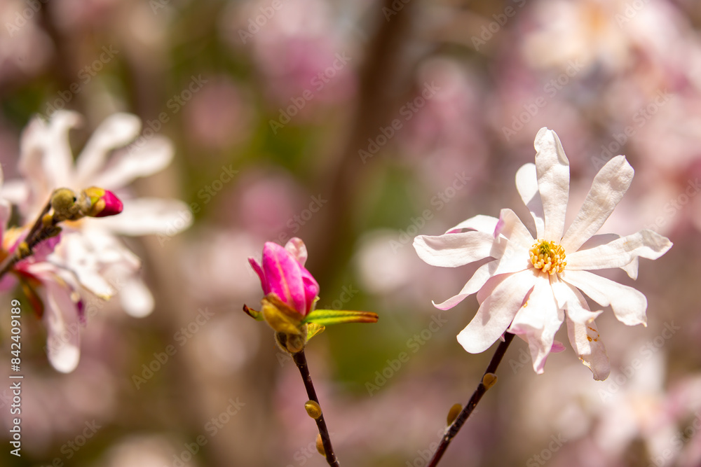 Blooming magnolia in spring. Beautiful buds of pink flowers close-up with blurred space for text. Blooming magnolia in spring. Beautiful buds of pink flowers close-up with blurred space for text.