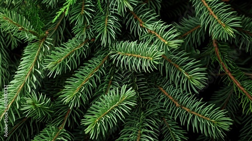 A detailed shot of a pine tree's foliage and trunk