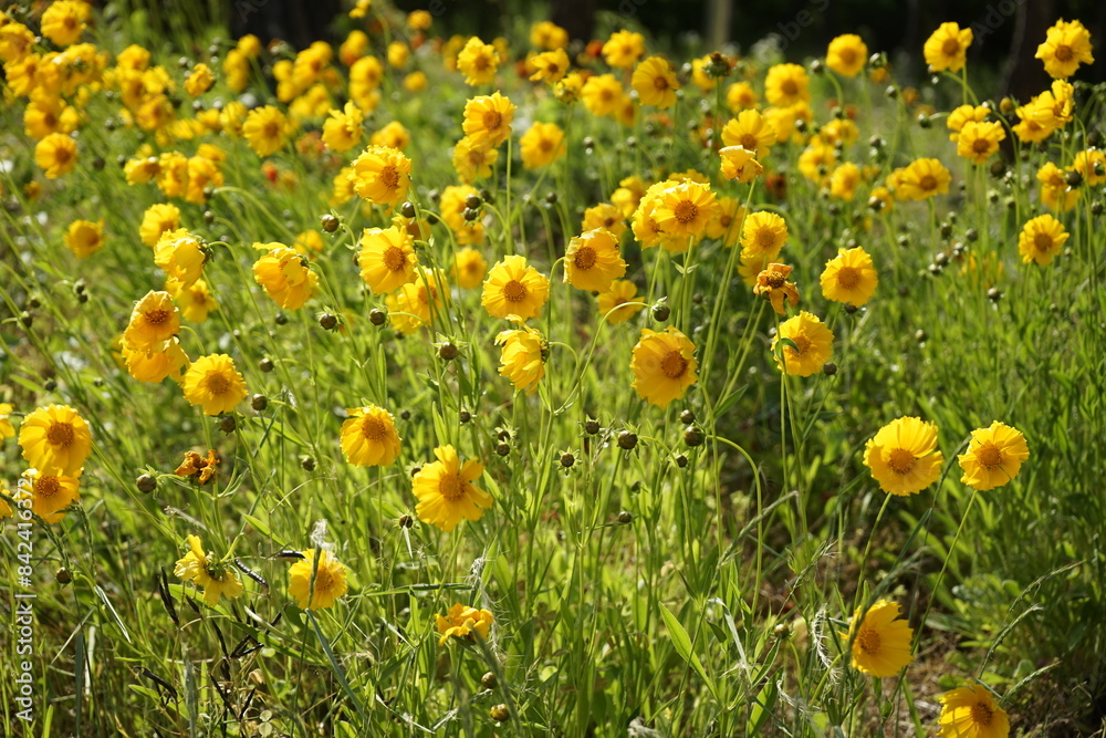 Obraz premium The flowers and leaves are beautiful