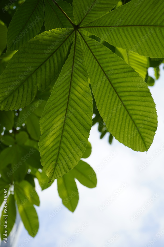 green leaves are beautiful green leaves are beautiful